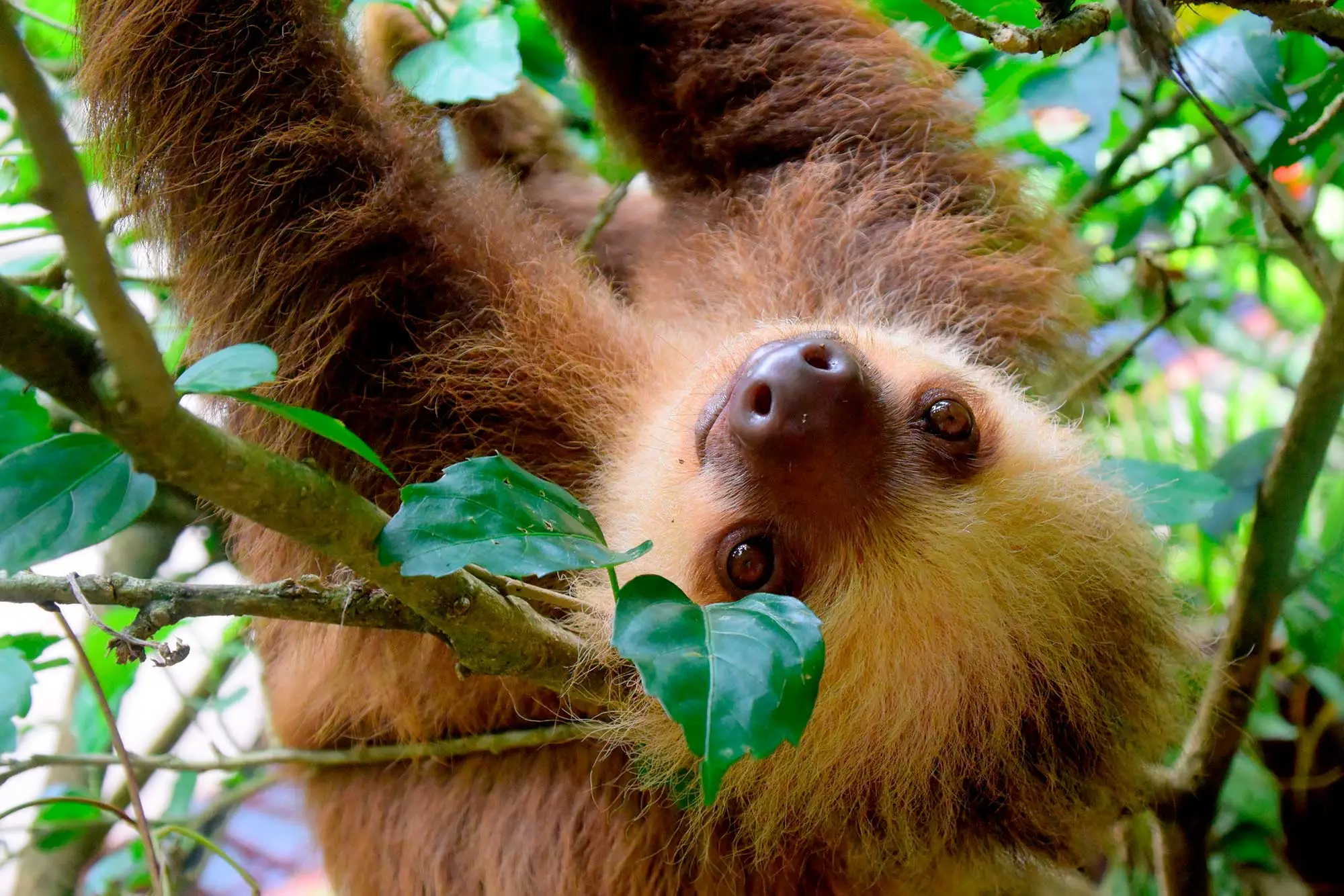 Sloth in the tropical gardens of Hotel Arenal Montechiari